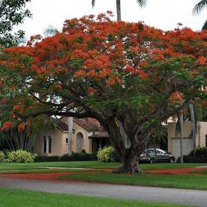 Dominican Republic Flora Flamboyant