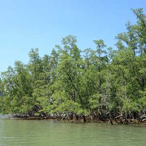 Dominican Republic Flora Mangrove swamps