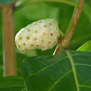 Dominica Destinations Noni