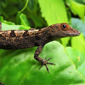 Dominica Fauna Lizzard
