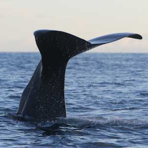 Dominica Fauna Sperm Whale