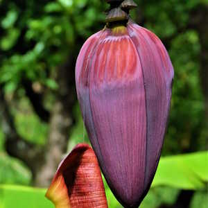 Dominica Flora Banana Flower