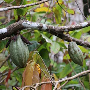 Dominica Flora Cacao