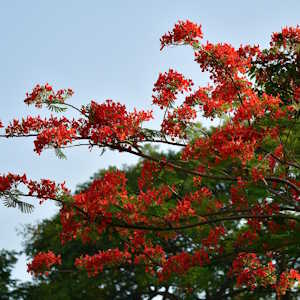 Dominica Flora Flamboyant tree with flowers
