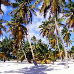 Dominica Flora Palm Beach