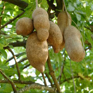Dominica Flora Sausage Tree