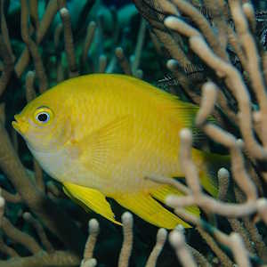 Fiji Fauna Butterfly fish