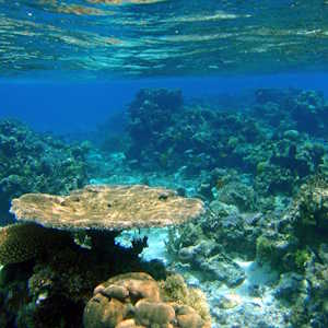 Fiji Fauna Coral reef
