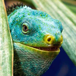 Fiji Fauna Iguana Lizard