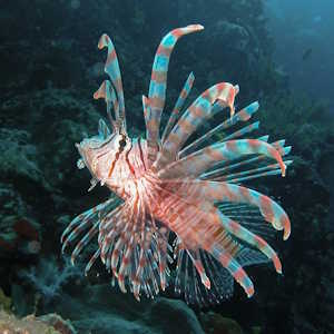 Fiji Fauna Lion Fish