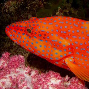 Fiji Fauna tropical fish