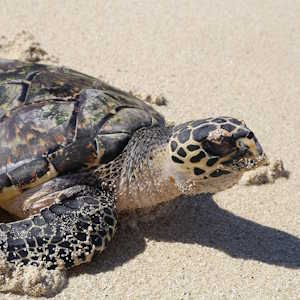 Fiji Hawksbill Sea Turtle