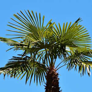 Fiji Flora Palm Tree top
