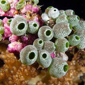 Fiji fauna Coral Reef