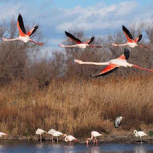 France Destinations The Camargue Flamingos