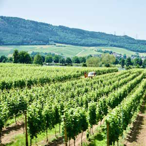 France Flora Vineyard