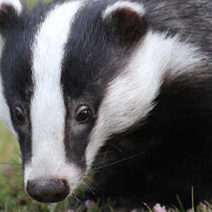 France Fauna Badger