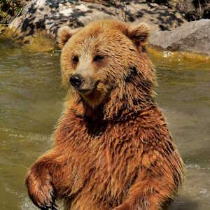 France Fauna Brown bear