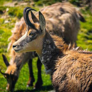 France Fauna Chamois