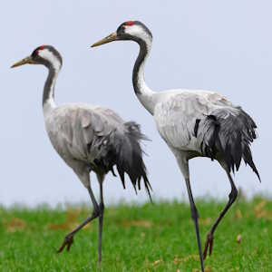 France Fauna Common Crane Grus grus