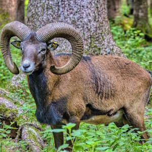 France Fauna Mouflon