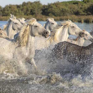 France Fauna Wild white horses of The Camargue