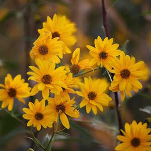 France Flora Arnica
