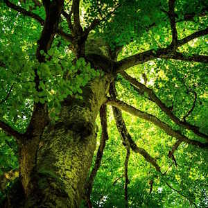 France Flora Beech