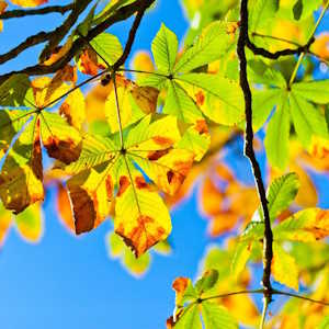 France Flora Chestnut trees