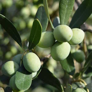France Flora Olive trees