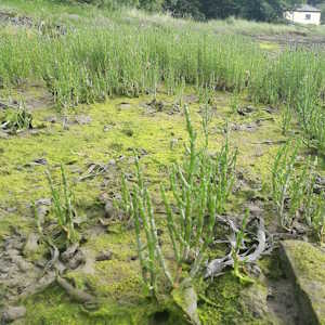 France Flora Samphire