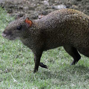 Grenada fauna agouti