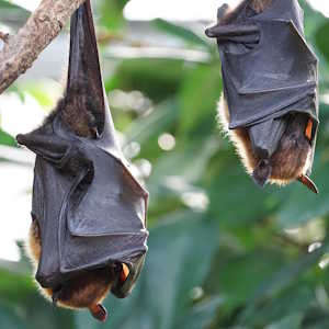 Grenada fauna bats