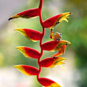Grenada flora Heliconia with frog