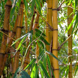 Grenada flora bamboo