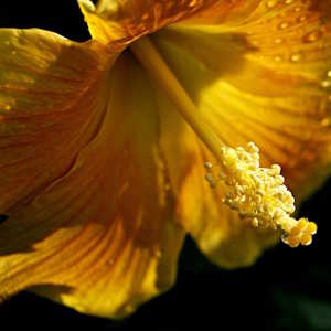 Grenada flora hibiscus