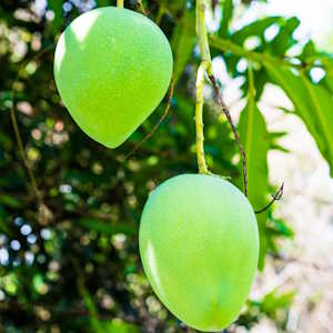 Grenada flora mango