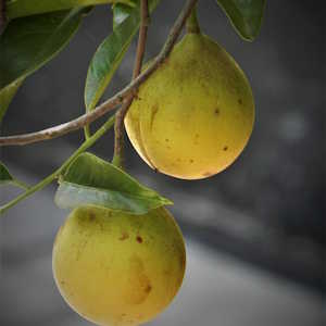 Grenada flora nutmeg