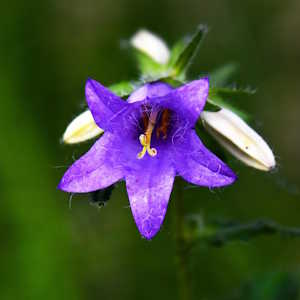 Iceland Flora Campanula rotundifolia