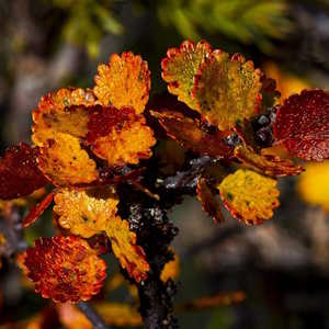 Iceland Flora Dwarf Birch