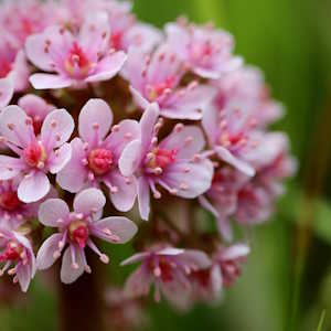Iceland Flora saxifrage