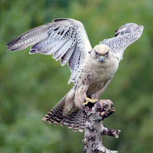 Iceland fauna Gyrfalcon