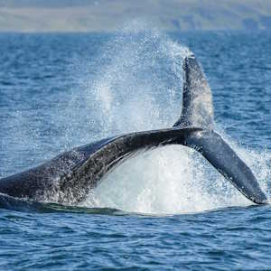 Iceland fauna Humpback Whale Megaptera novaeangliae