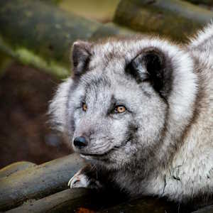 Iceland fauna Icelandic Fox