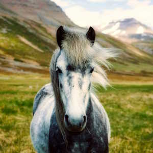 Iceland fauna Icelandic Horse