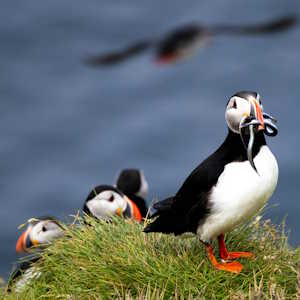 Iceland fauna Puffin