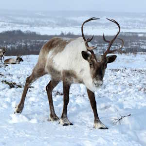 Iceland fauna Reindeer