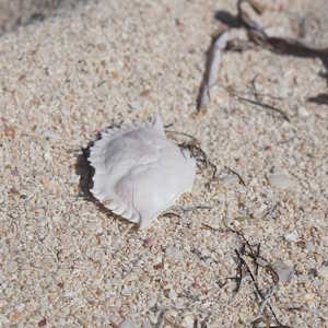 Jamaica Fauna Crab shell