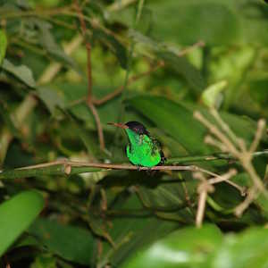 Jamaica Fauna Doctors bird Swallow-Tail Hummingbird