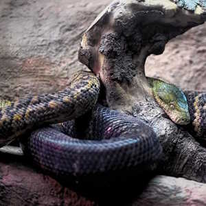 Jamaica Fauna Jamaican Boa